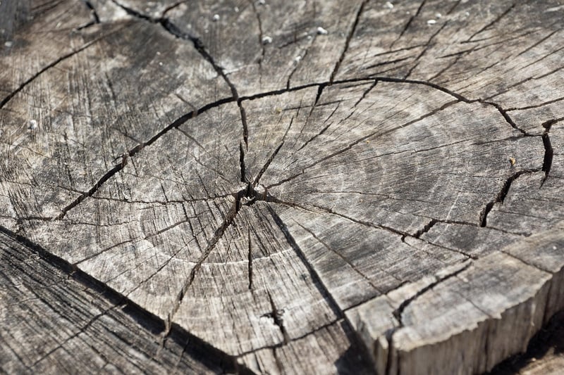 Tree Stump Stools